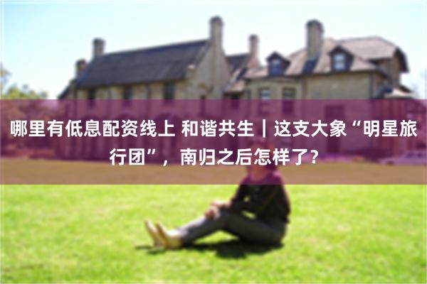 哪里有低息配资线上 和谐共生｜这支大象“明星旅行团”，南归之后怎样了？